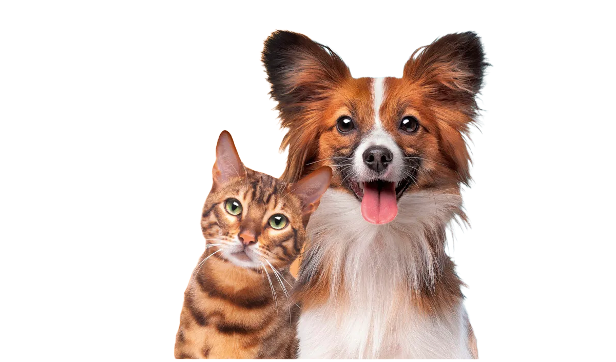 Adobe Express 2025-08-12 15.12.18.png